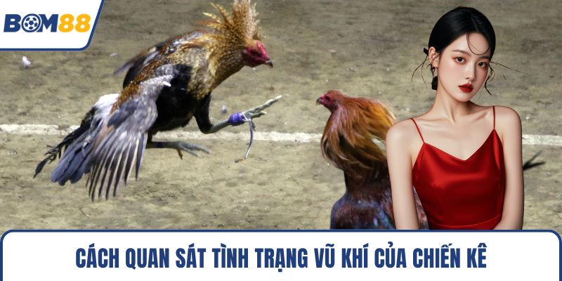 Cách quan sát tình trạng vũ khí của chiến kê