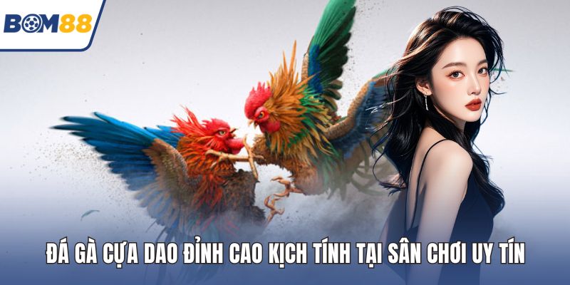 Đá gà cựa dao