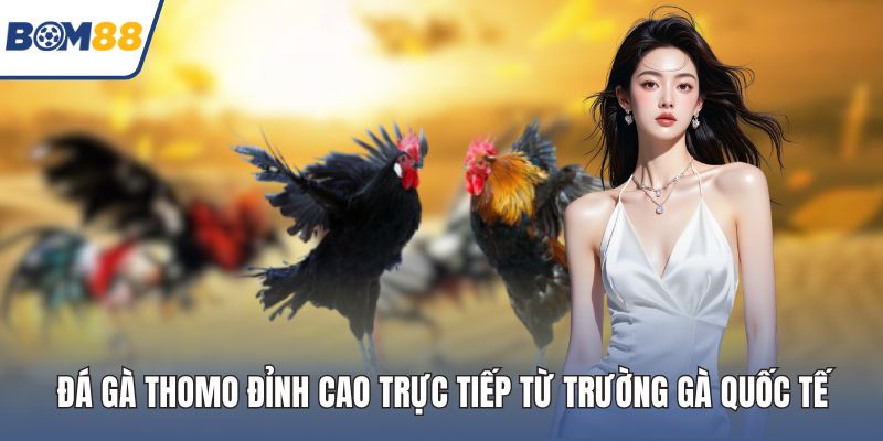 Đá gà thomo