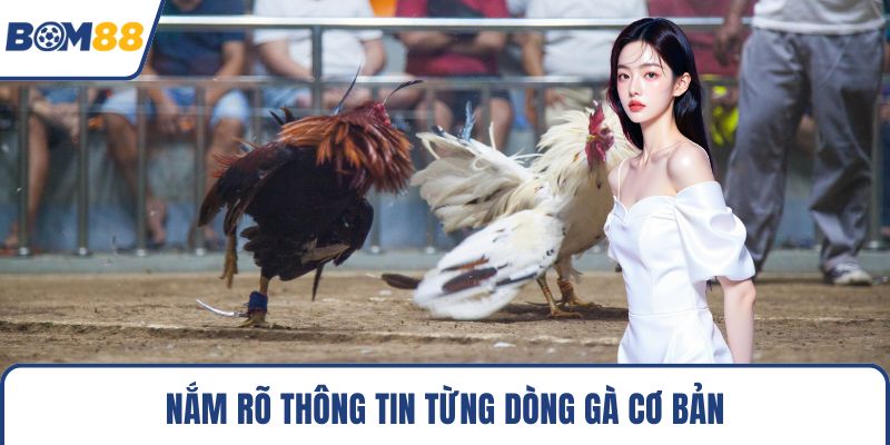 Nắm rõ thông tin từng dòng gà cơ bản