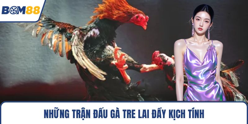 Những trận đấu gà tre lai đầy kịch tính