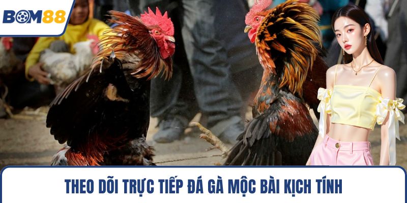 Theo dõi trực tiếp đá gà mộc bài kịch tính