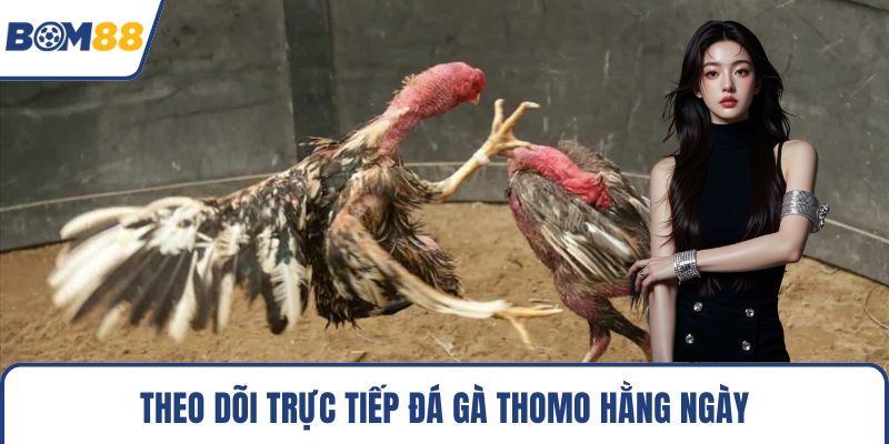 Theo dõi trực tiếp đá gà Thomo hằng ngày